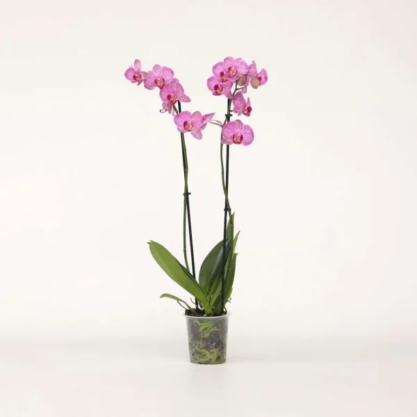 Orchidea