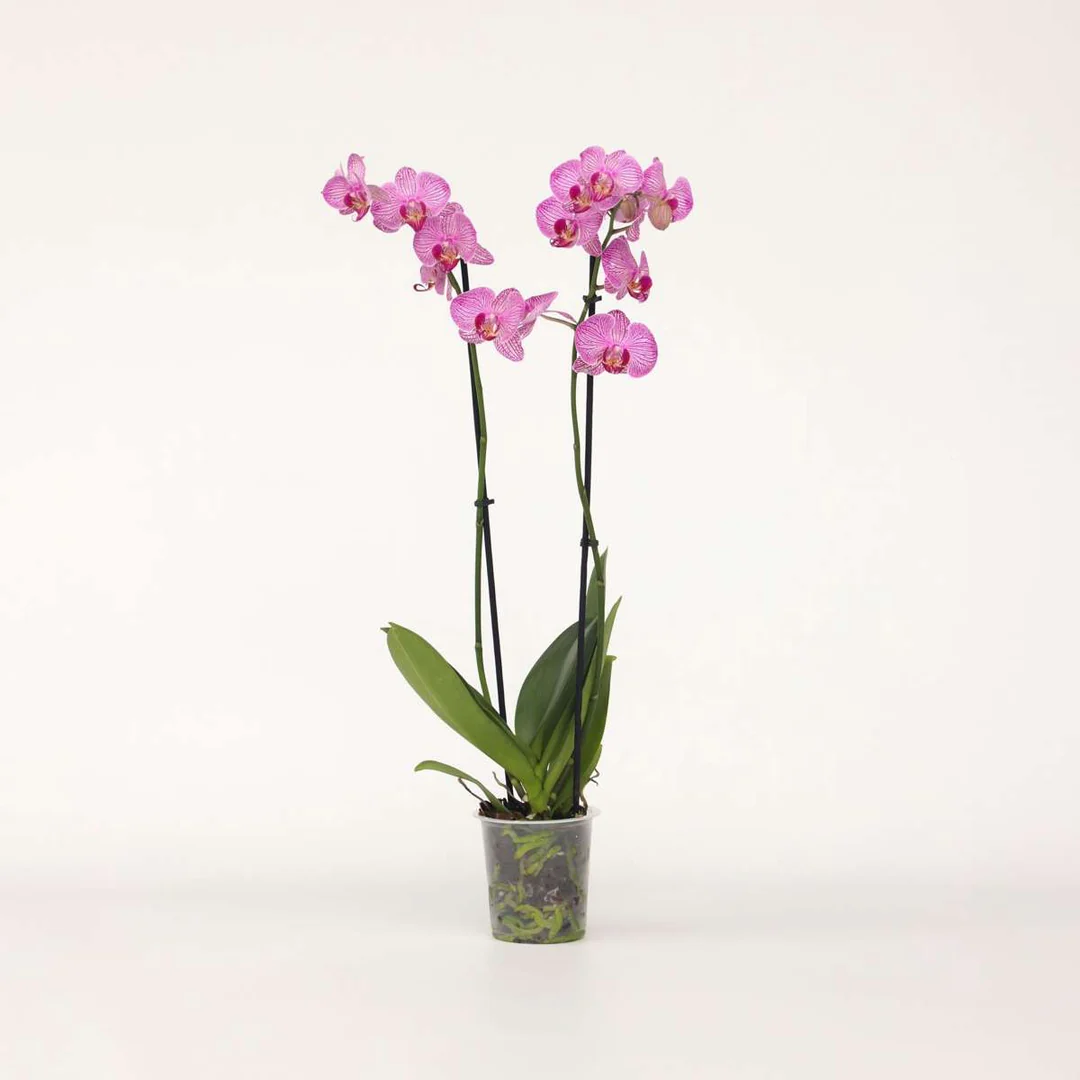 Orchidea